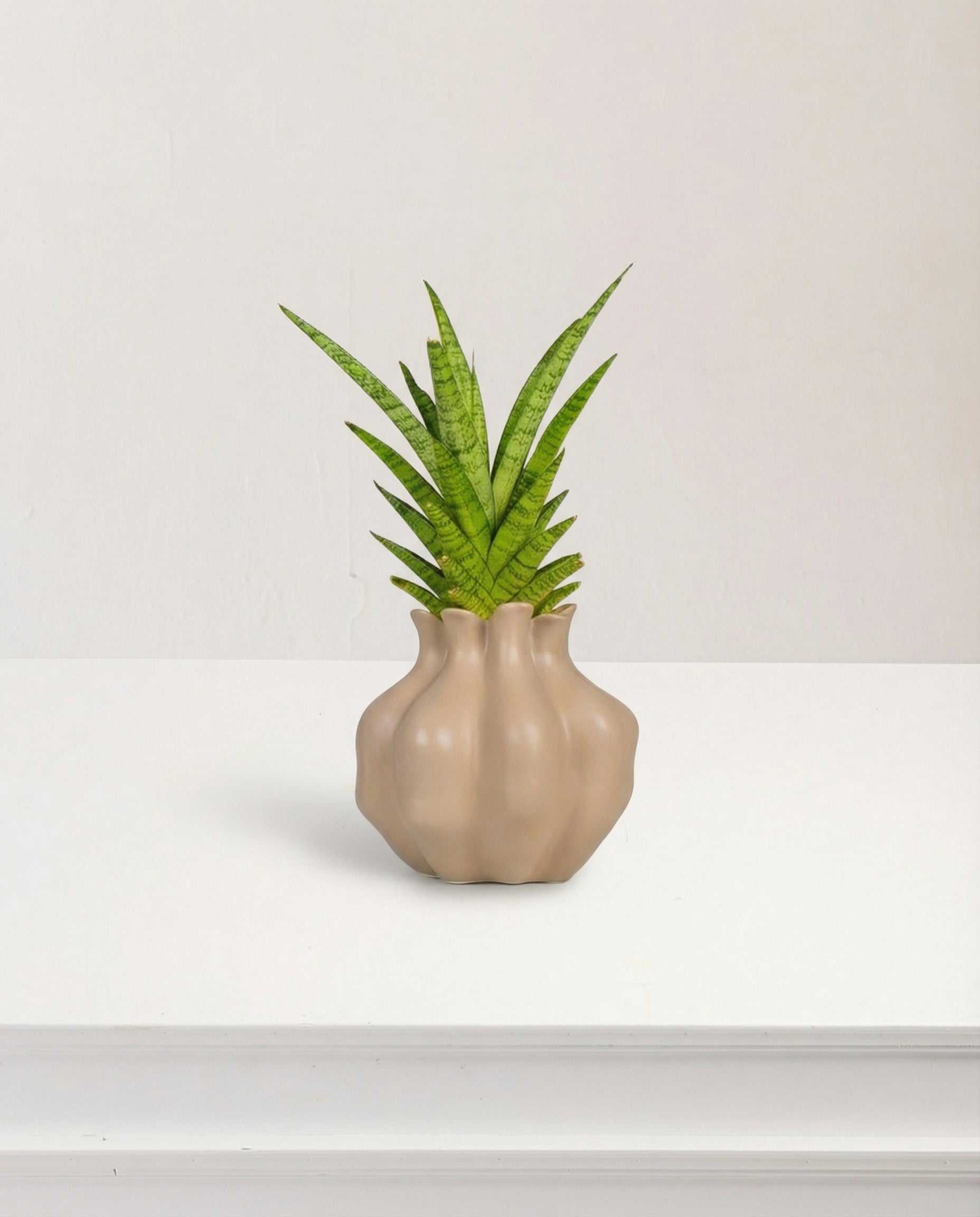 Image of Vaso Decorativo