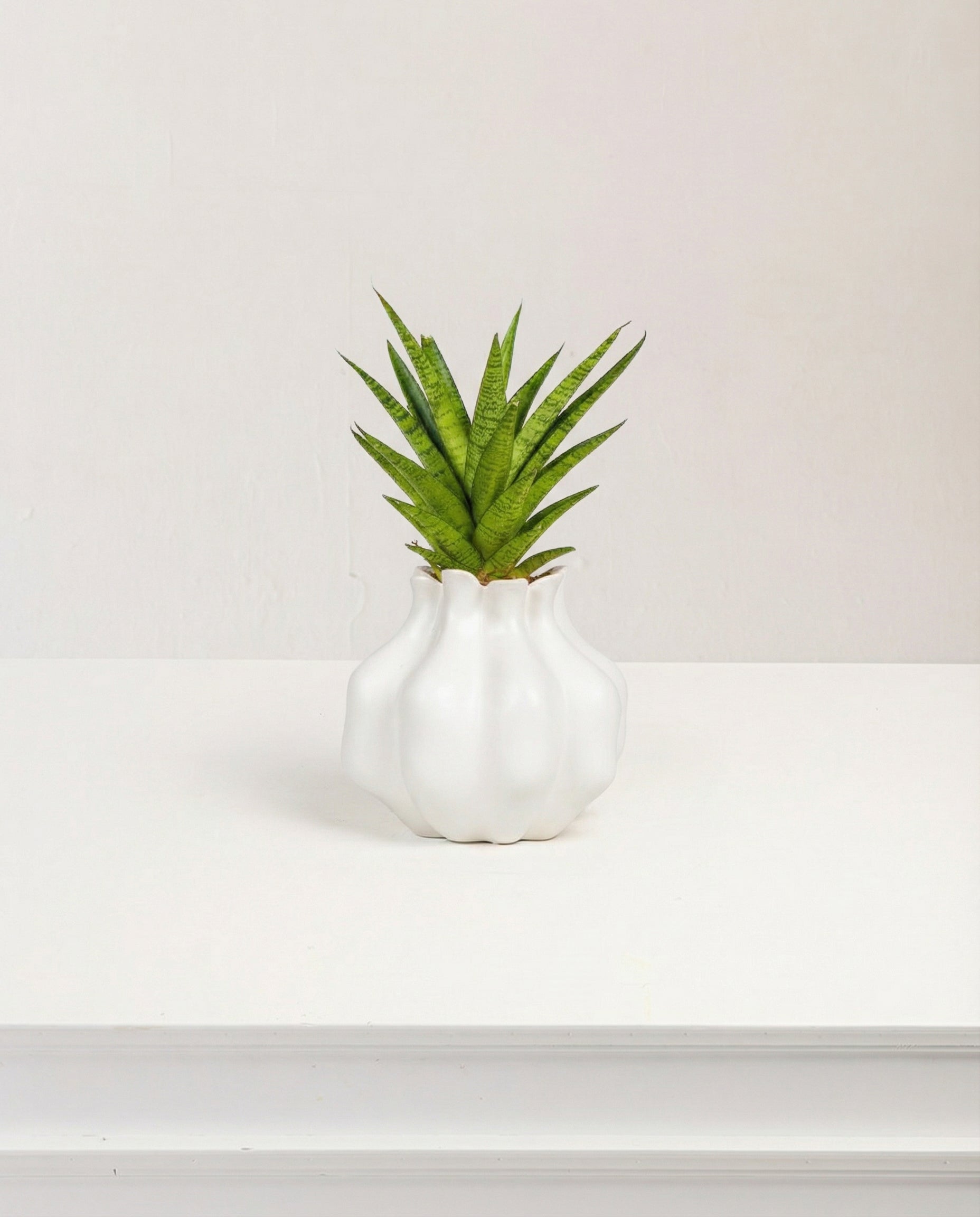 Image of Vaso Decorativo