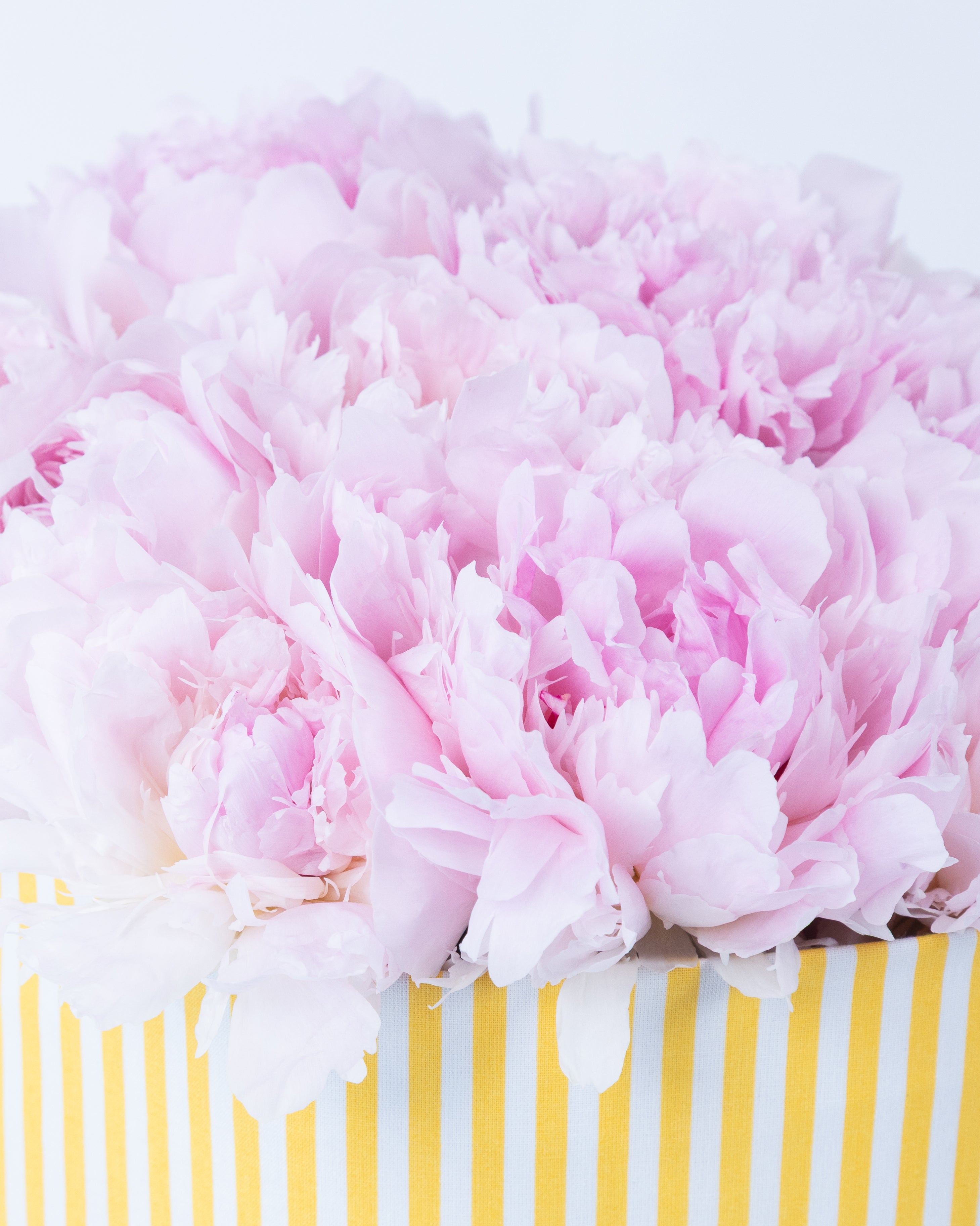 Image of Wardrobe of Memories Collection: Peonie Rosa