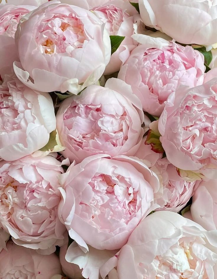 Image of Mazzo di Peonie