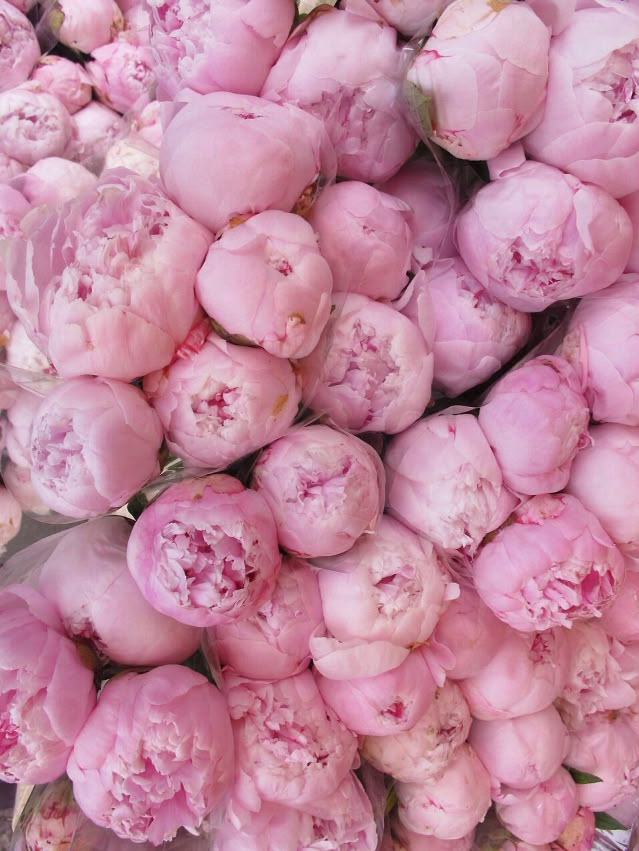 Image of Mazzo di Peonie