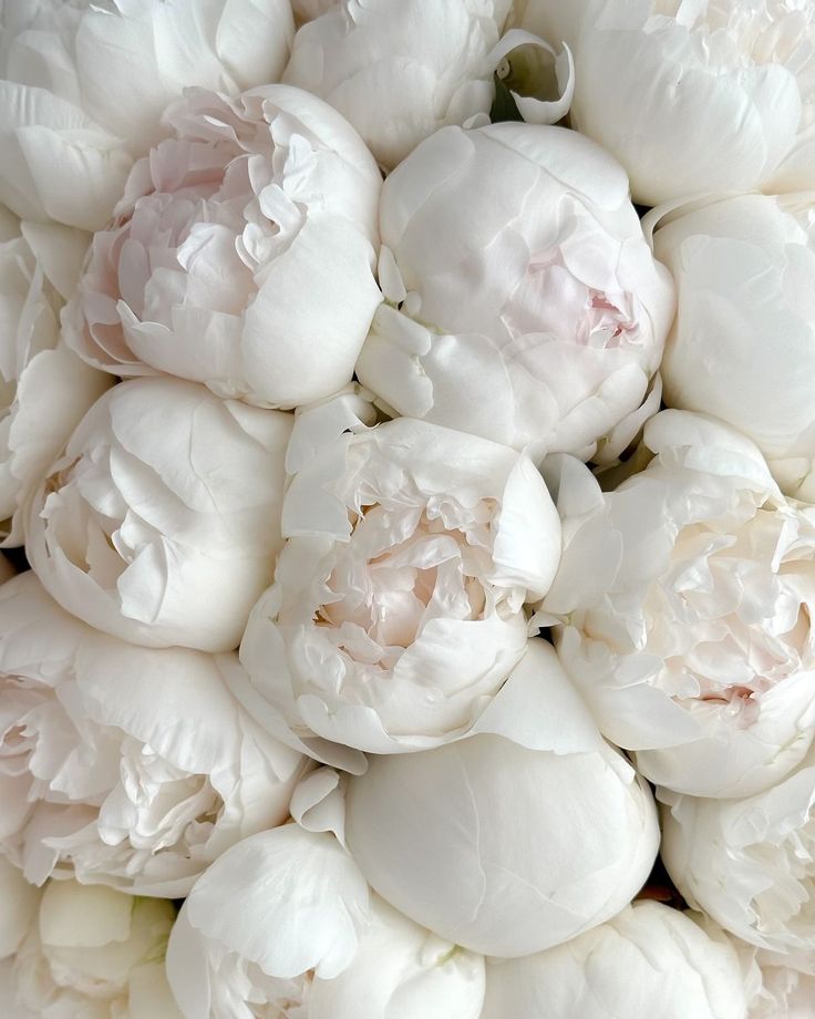 Image of Mazzo di Peonie